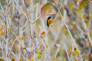 Green - tailed Sunbird