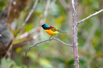 Green - tailed Sunbird