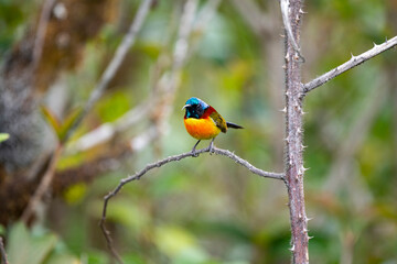 Green - tailed Sunbird