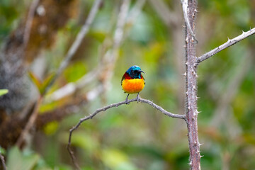 Green - tailed Sunbird