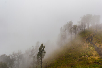 Obraz na płótnie Canvas Fog in the Mount Rinjani Forest