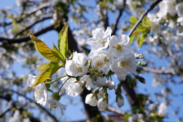blooming sweet cherry tree