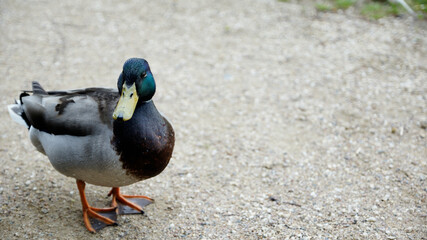 Männliche und weibliche Ente auf der suche nach Futter an Land
