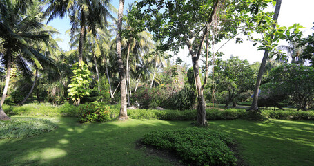 green background tropical palm jungle foliage on the resort island