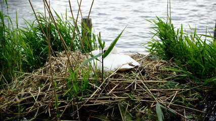 Ein Höckerschwan beim Brüten in seinem Nest