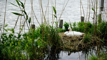 Ein Höckerschwan beim Brüten in seinem Nest