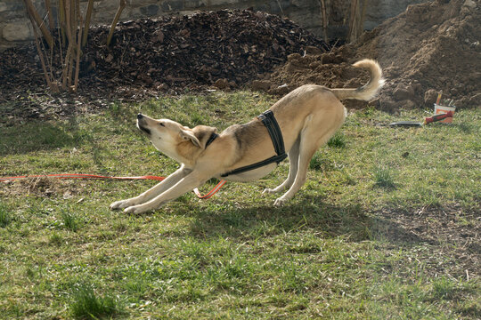 Hundemorgengymnastik - Morgengymnastik f&uuml;r Hunde