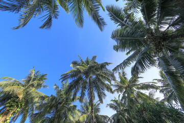 Fototapeta na wymiar green background tropical palm jungle foliage on the resort island