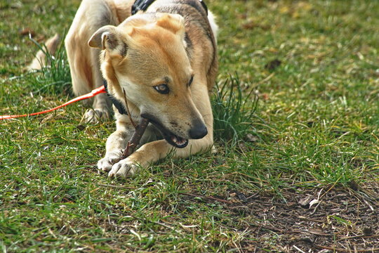 Galgo - Sch&auml;ferhund - Mix bearbeitet Ast - Holz ist ein effektives und nat&uuml;rliches Spielzeug