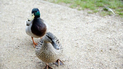 Männliche und weibliche Ente auf der suche nach Futter an Land