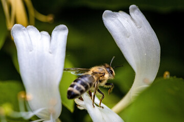 Bee on a white flower collecting pollen and nectar for the hive