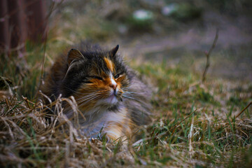 sad stray cat. wild cat on the street. a lonely animal  