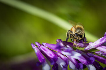 Bee on a purple flower collecting pollen and nectar for the hive