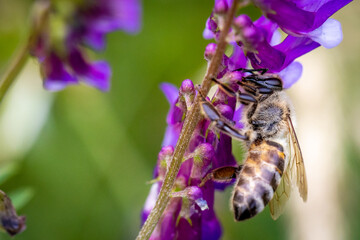 Bee on a purple flower collecting pollen and nectar for the hive