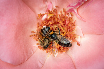 Obraz premium Bee on a pink rose gathering pollen and nectar