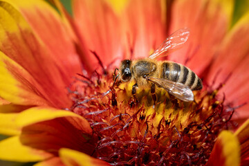 Bee on a orange flower collecting pollen and nectar for the hive