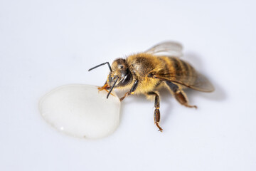 Healthy honey bee sucking a drop of honey