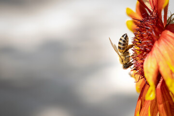 Bee on a orange flower collecting pollen and nectar for the hive