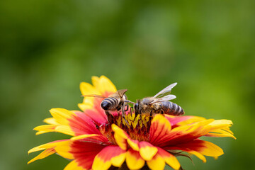 Bee on a orange flower collecting pollen and nectar for the hive
