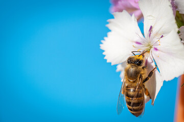 Bee on a white flower collecting pollen and nectar for the hive blue background