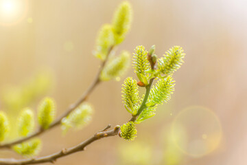 willow branch blooms in spring