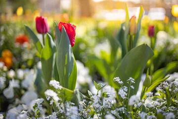 Gordijnen Fresh red tulip flowers in the garden. Artistic nature closeup, sunset light, romantic floral garden, blurred lush foliage. Flower field landscape © icemanphotos