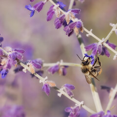 Fluffy bee feeding on purple flowers