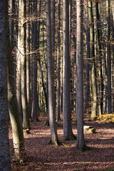 Schöne deutsche Waldlichtung im Spätherbst