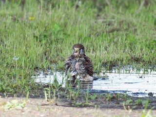 子育ての合間に気持ちよさそうに水浴びするチョウゲンボウ メス