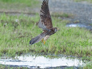 水浴び後に飛び立つチョウゲンボウ メス