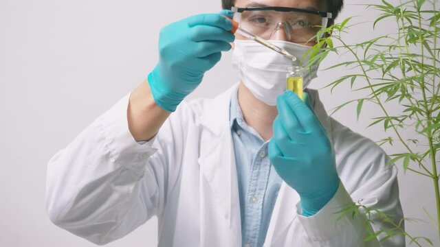 A scientist is checking and analyzing a cannabis sativa experiment , hemp plant  for herbal pharmaceutical cbd oil in a laboratory