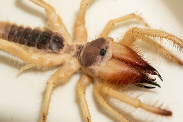 Egyptian giant solpugids (Galeodes Arabs), wind scorpion or camel spider macro shot close up in the united arab emirates in the middle east