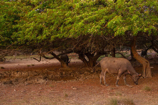 Buffalo At Rinca Island Indonesia