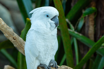 A white or umbrella cockatoo (Cacatua alba) from Australia eating on a branch in the forest.