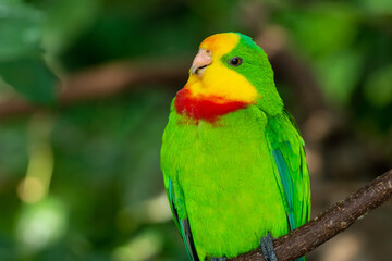 Fototapeta na wymiar Superb parrot (Polytelis swainsonii), also known as Barraband's parrot, Barraband's parakeet, or green leek parrot