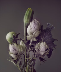 abstract bouquet. green tomatoes, cabbage and hops on a dark background.