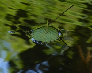 leaf with water drops