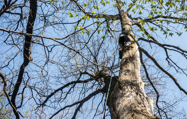 man climbing by the tree with a rope 