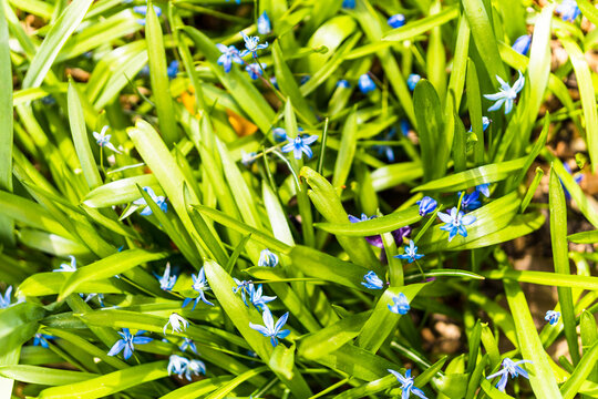 Overhead Shot Of Green Grass And Blue Flowers Under Bright Sunshine