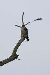 peregrine falcon