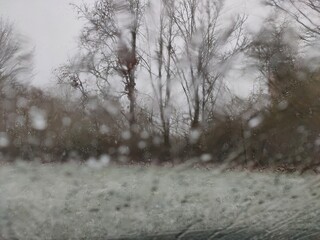 tree in snow