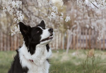 Adorable Border Collie Looks Up during Spring in front of White Blooming Tree. Side Profile of Black and White Dog during Springtime.