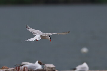 common tern
