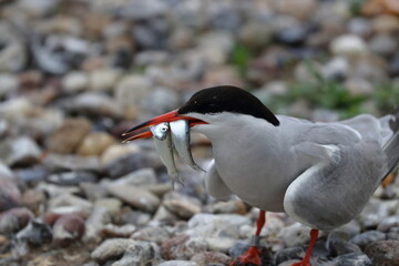 common tern
