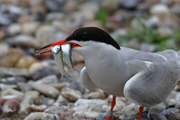 common tern