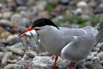 common tern