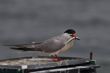 common tern