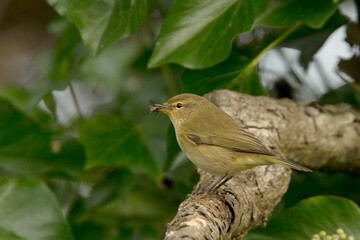 Chiffchaff with insect prey, St. Agnes, Scilly Isles, Cornwall,