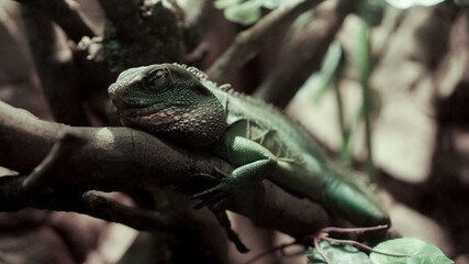 relaxing green reptile enjoying the breeze
