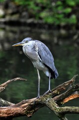 Graureiher-Fischreiher